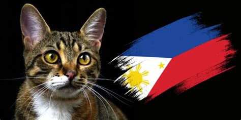 filipino cat breeds|Domestic Shorthair Cat Breed: Personality & Info.